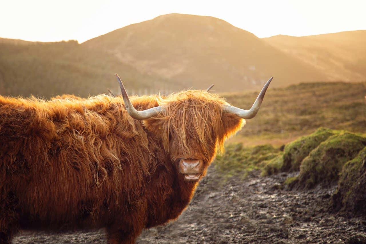 Vaca marrom com pelos sobre os olhos da raça Highland, em uma paisagem montanhosa ao entardecer