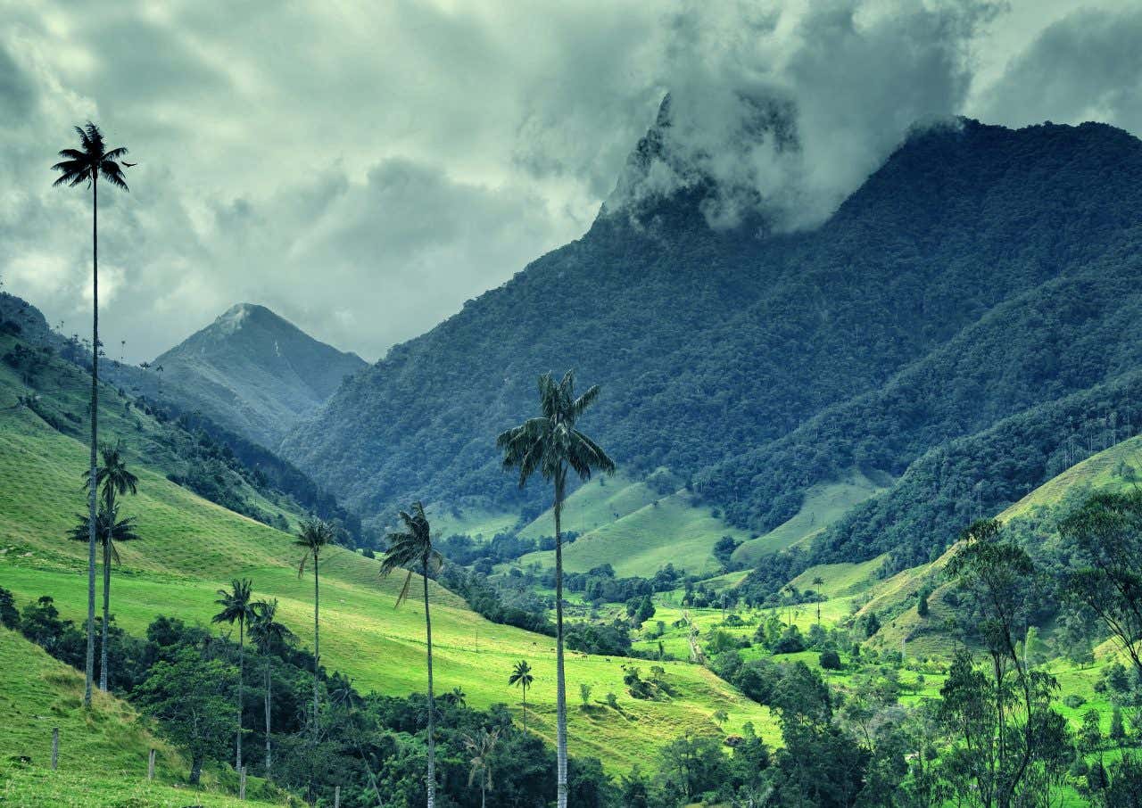 The Cocora Valley in Colombia, with bright green grass, dark green trees and a grey sky in the background.