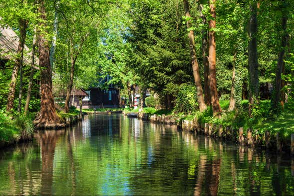 Excursión al bosque del Spree