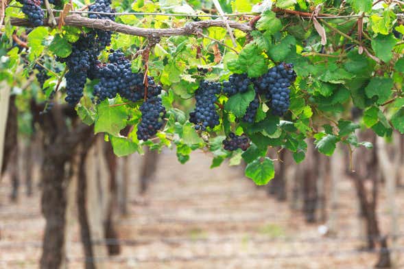 Tour del vino por Cafayate