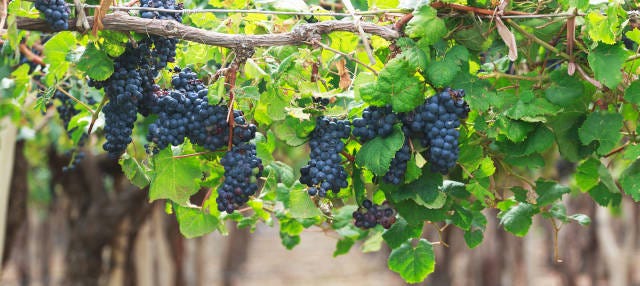 Tour del vino por Cafayate