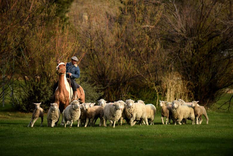 Arreo de ovejas en la estancia 25 de mayo