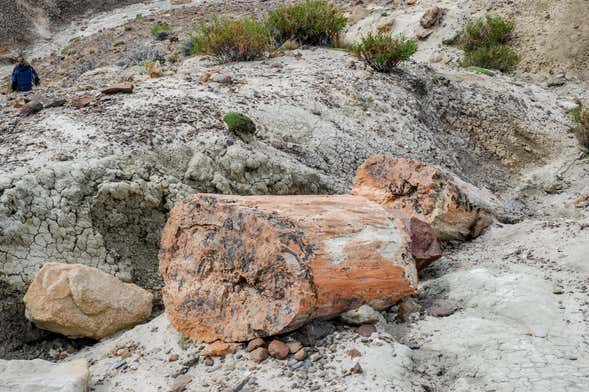 La Leona Petrified Forest Hike