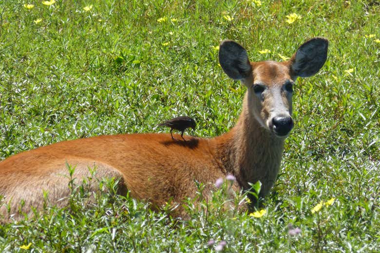 A typical fawn found in the Iberá Marshes