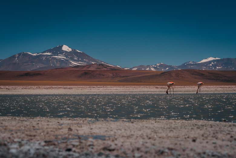 Flamingos at the Brava Lagoon