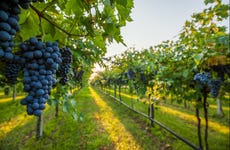 Visita a la bodega Costa & Pampa