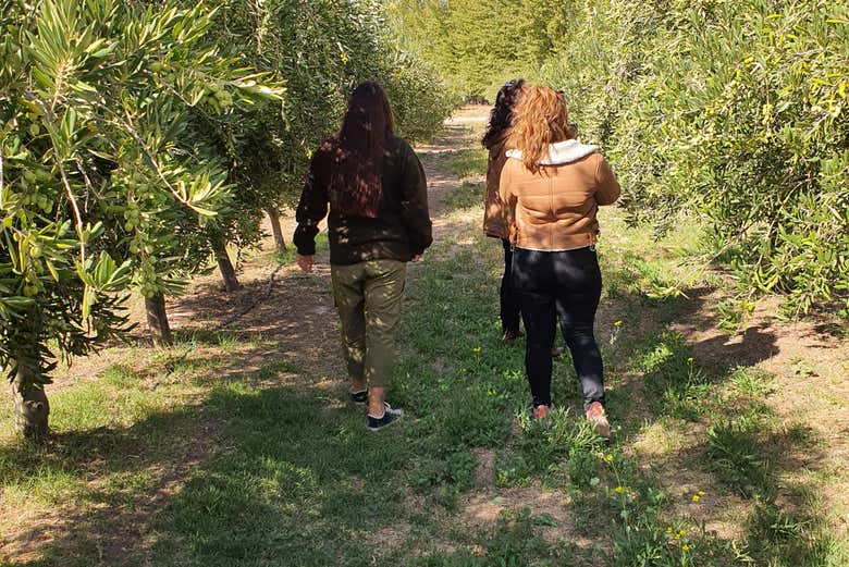 Walking through the olive groves of Neuquén