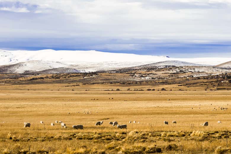 Paisagens da estepe patagônica