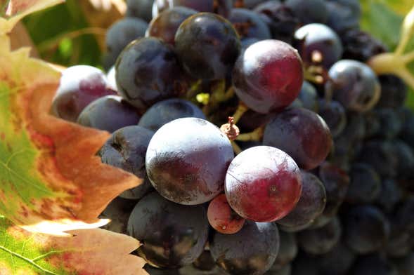 Tour por las bodegas de Neuquén