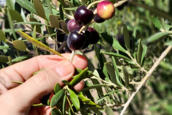 Neuquén Olive Groves Tour + Olive Oil Tasting