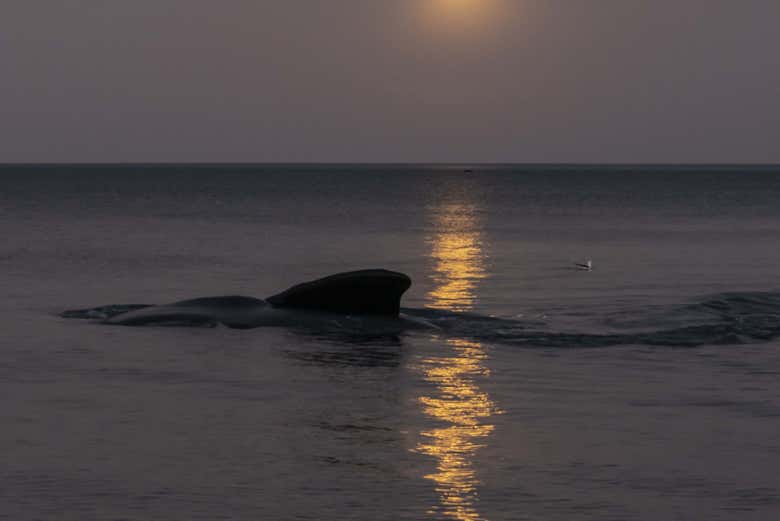 Spot whales swimming in the water as night falls