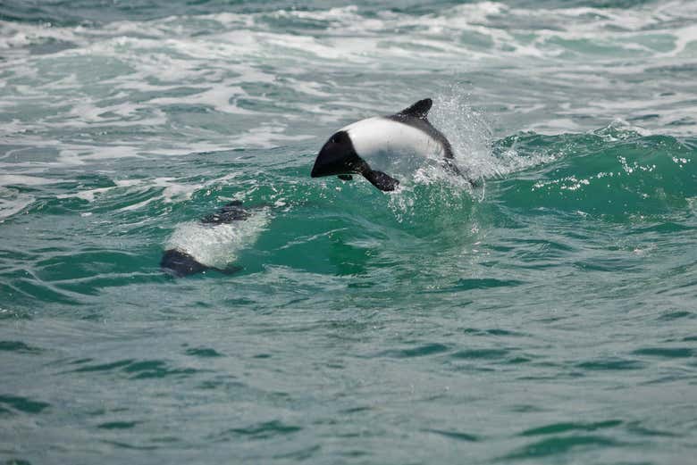 A patagonian dolphin in Rawson