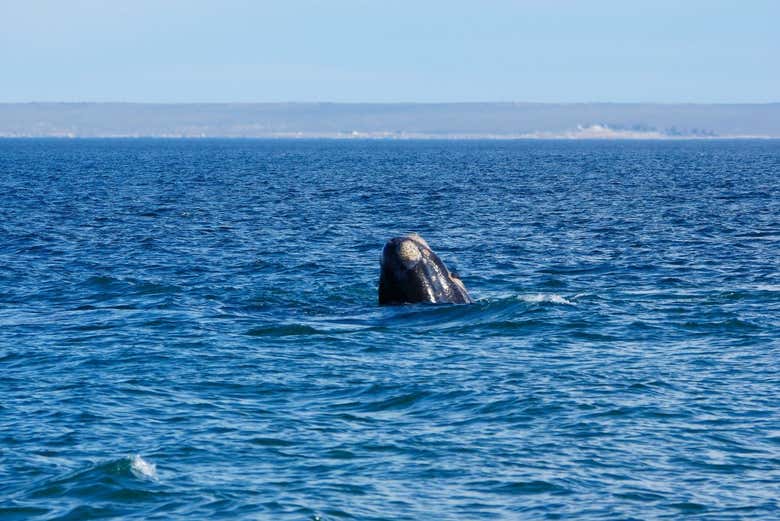 Ballena cerca de la costa