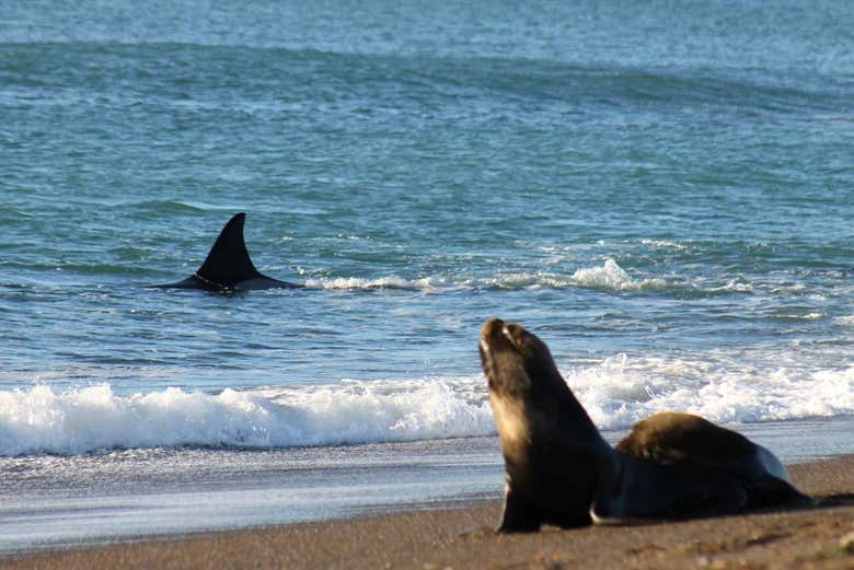 Veréis un espectáculo de la naturaleza impresionante