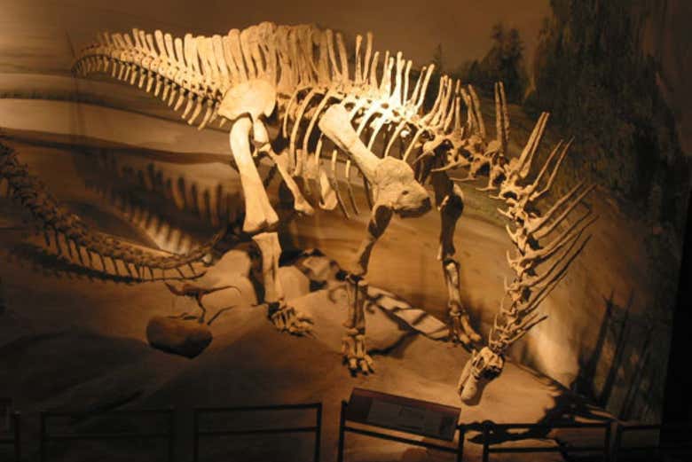 See dinosaur skeletons on exhibit