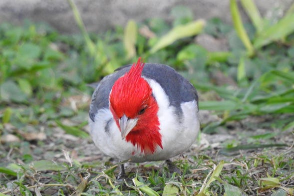 Birdwatching at the San Rafael Estate