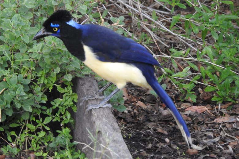 Contemplaremos aves autóctonas del Chaco