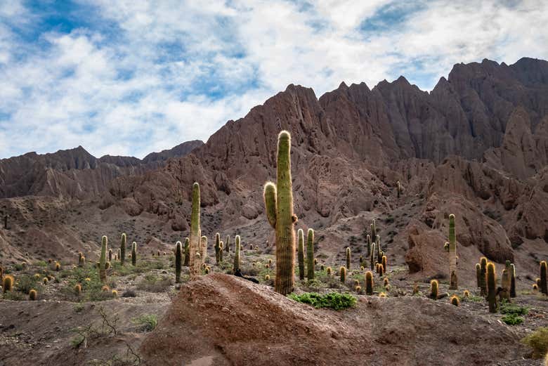 Cactus en Quebrada del Toro