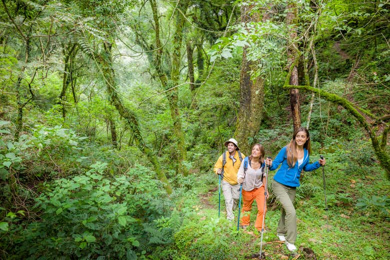 Take a hike through the lush jungle