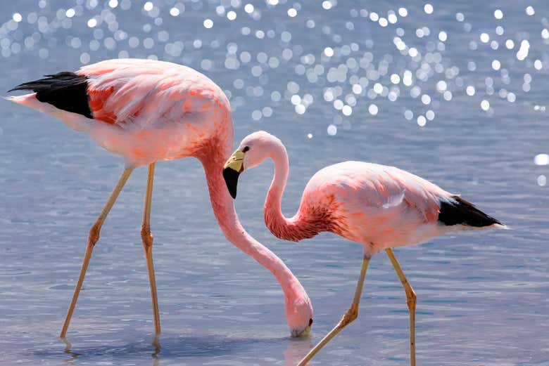 Spot breathtaking Andean flamengos