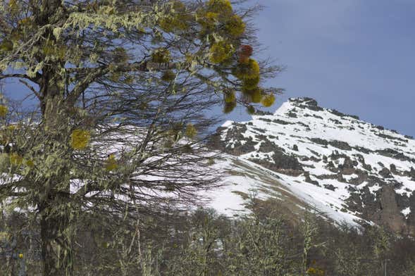 Excursión a Cerro Chapelco + Mirador Arrayanes