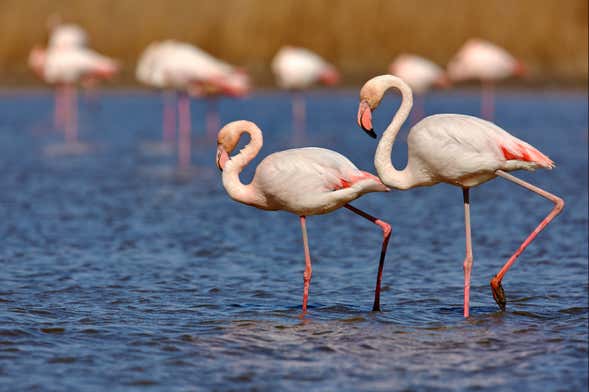 Escursione alla laguna de los Pozuelos