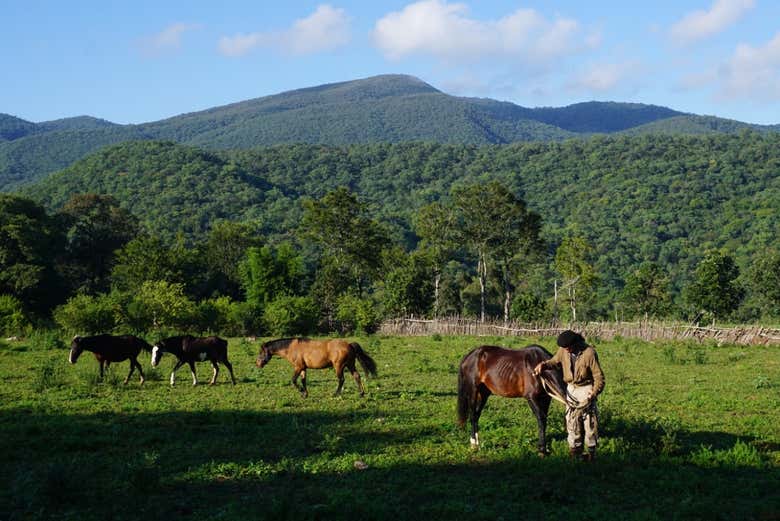 Preciosas vistas con los caballos y la montaña de fondo