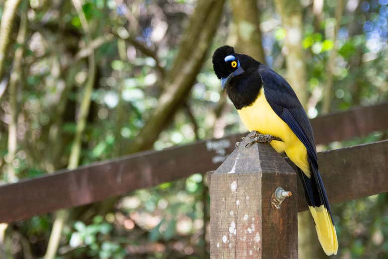 Birdwatching in Calilegua National Park