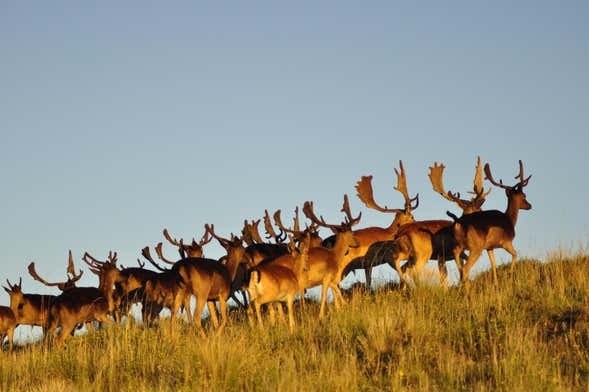 Avistamiento de fauna autóctona en Sierra de la Ventana