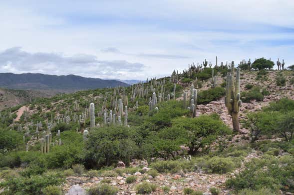 Excursión a la Quebrada de Sapagua + Comunidad de Hornaditas