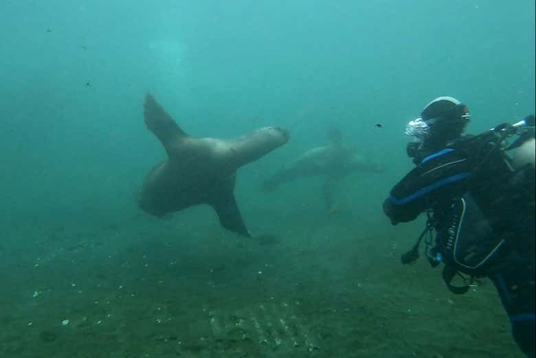 Contemplando a fauna marinha do Canal Beagle