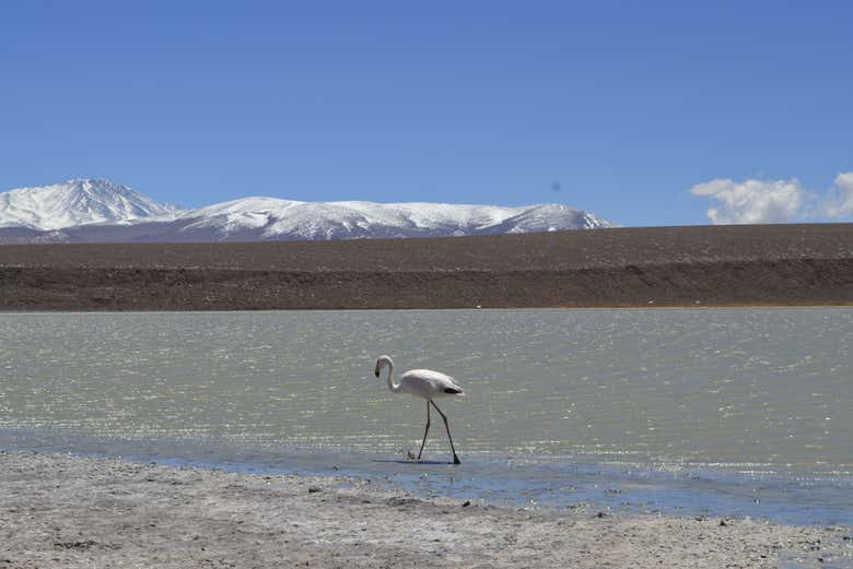 Spot flamingos in the Laguna Brava