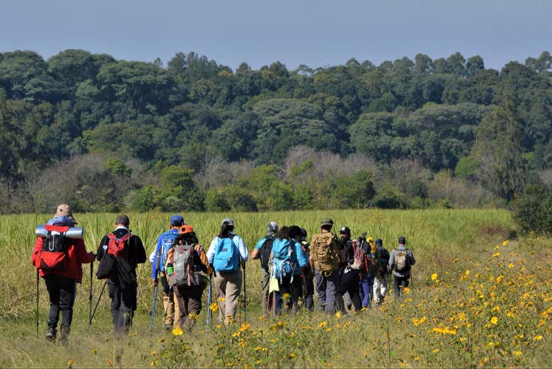 Adentrándonos en el bosque andino