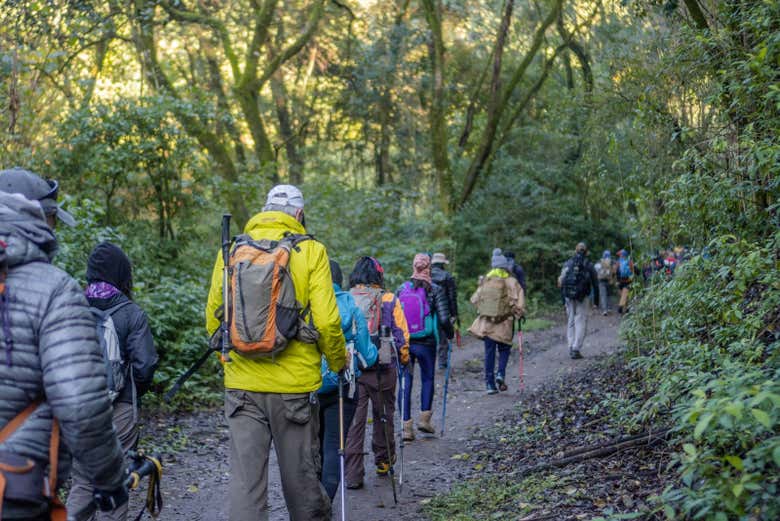 Pass through lush vegetation on this hiking route