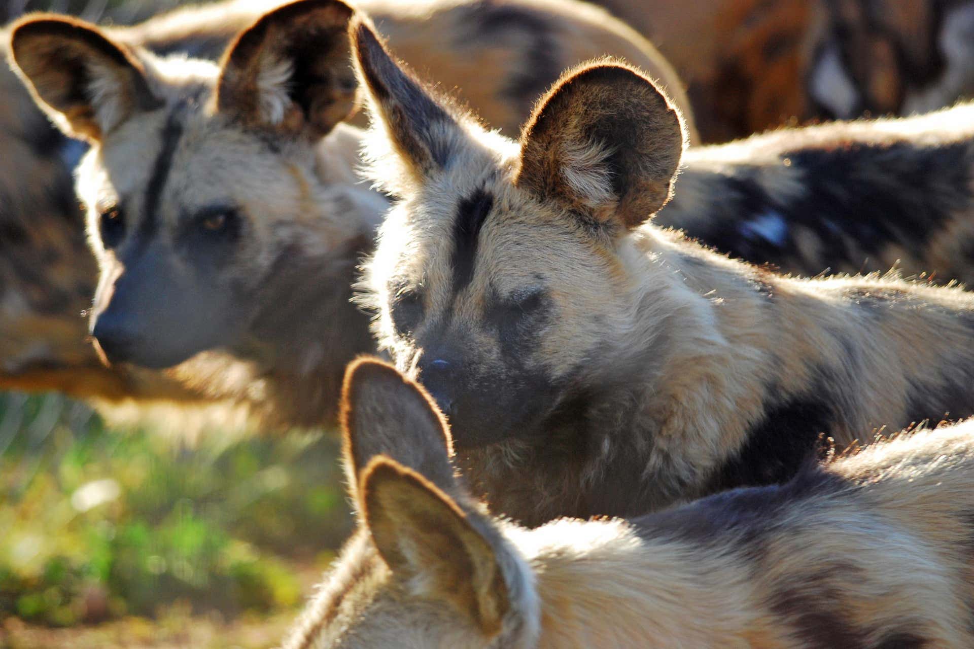 Monarto Safari Park Trip: Entry & Transfers from Adelaide 