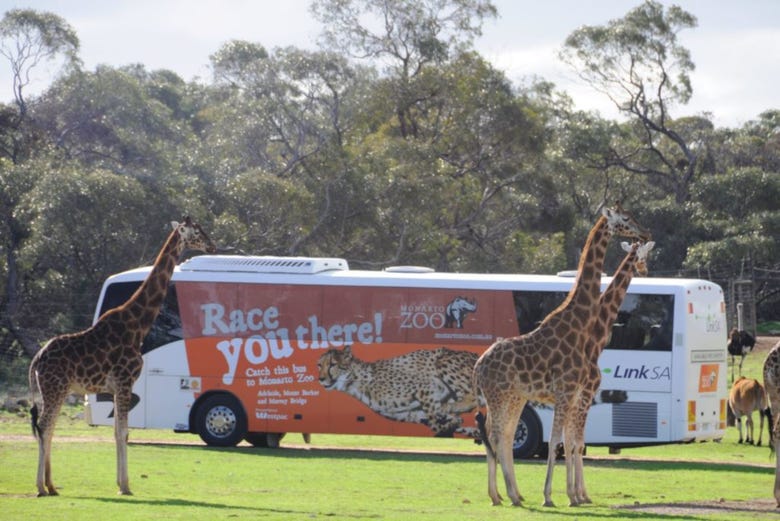 safari park adelaide