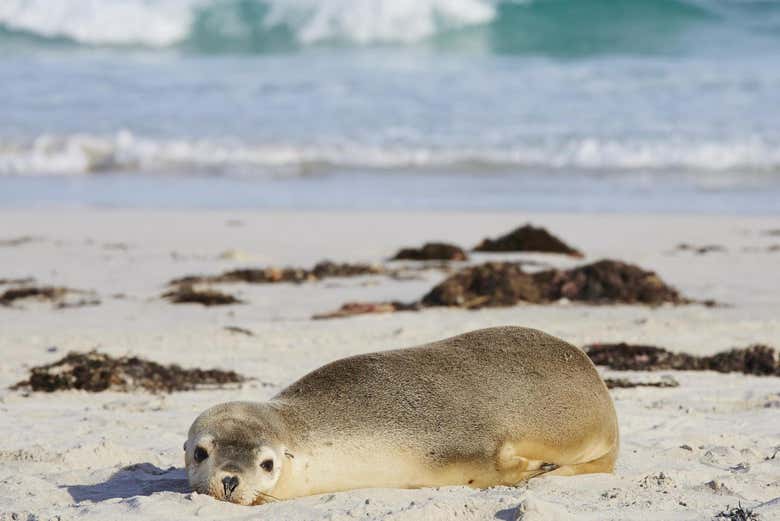 Un león marino en el Parque de Conservación de Seal Bay