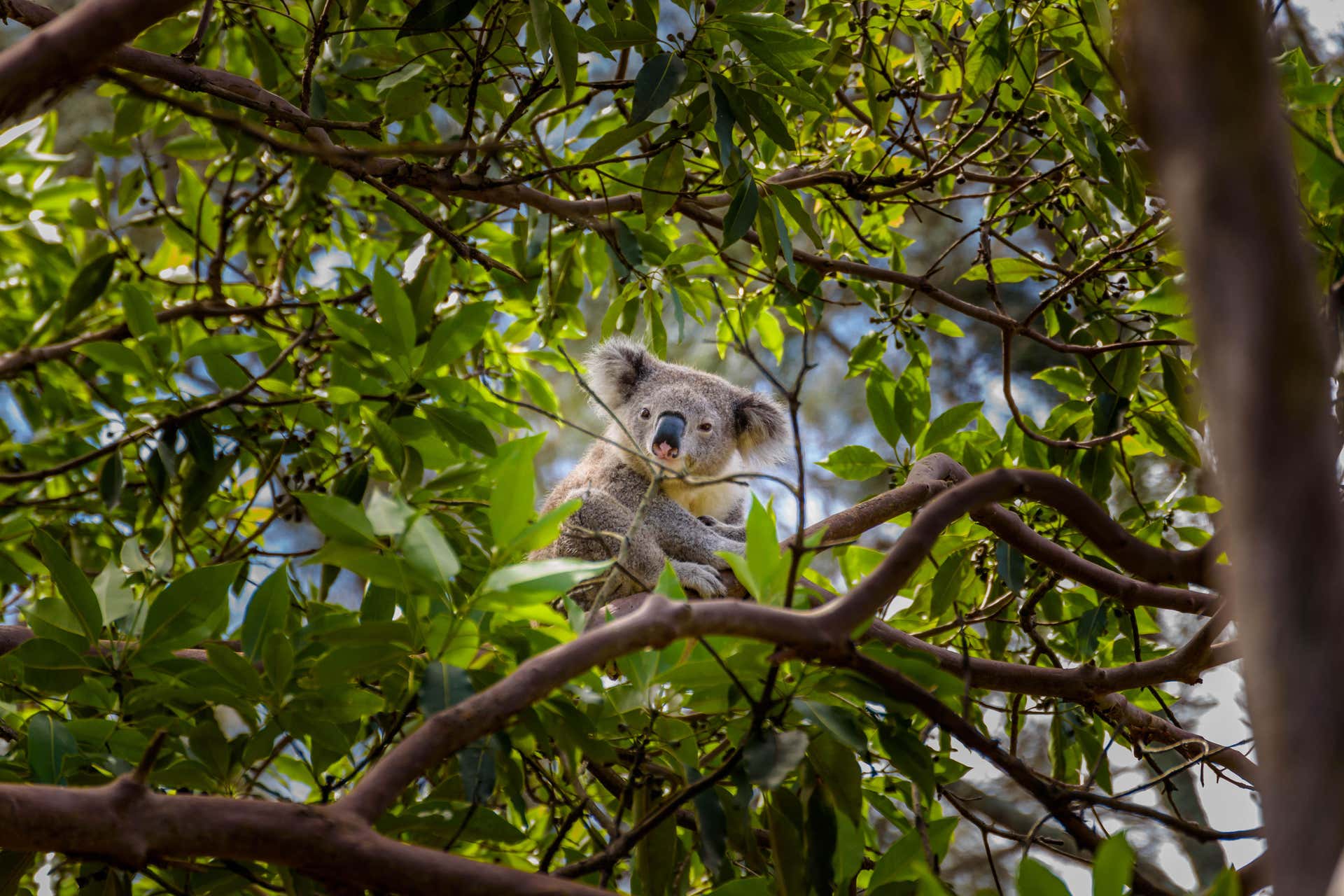 australia zoo from brisbane