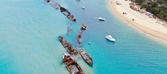 are dogs allowed on moreton island