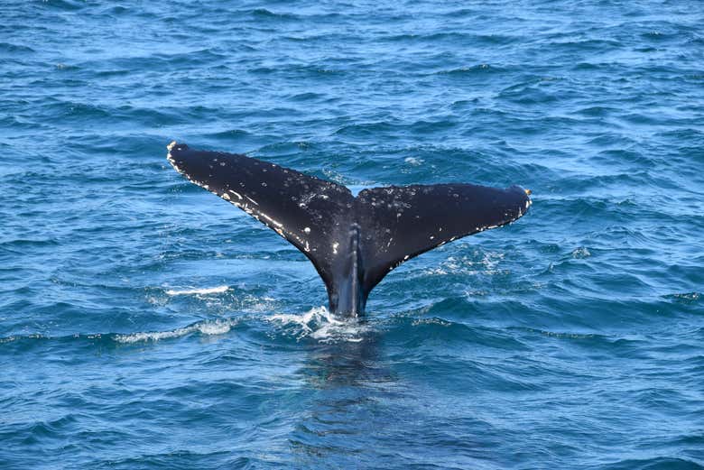 Spotting whales in Moreton Bay