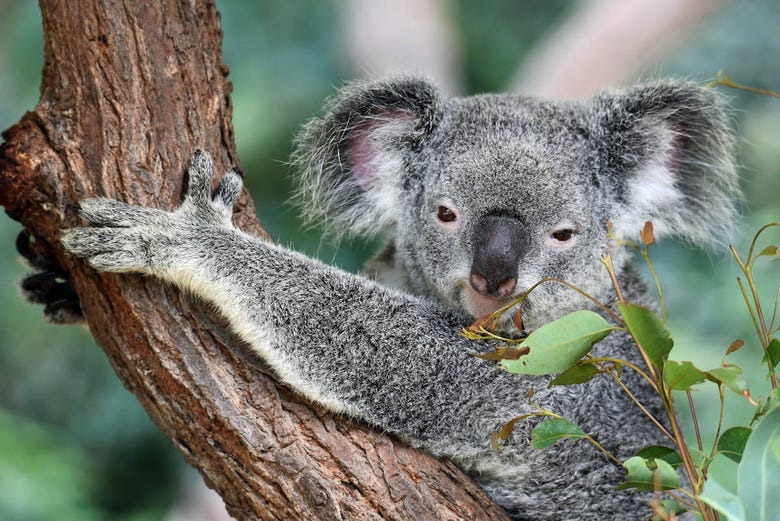 brisbane river cruise and koala sanctuary visit