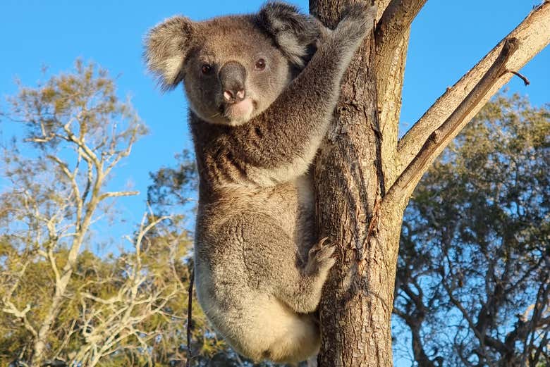 Get to know the locals on a day trip to North Stradbroke