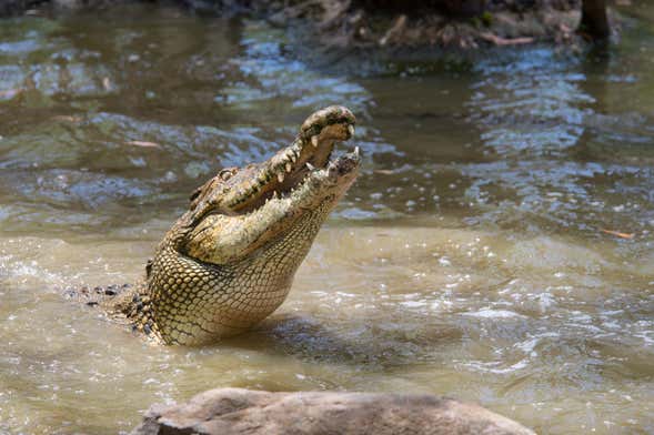 Excursión a Hartley's Crocodile Adventures