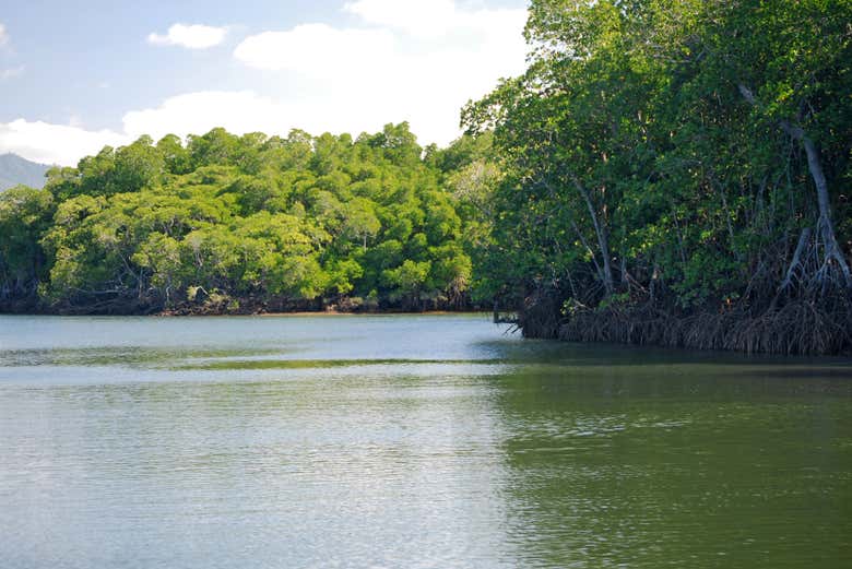 Cruise past mangrove forests