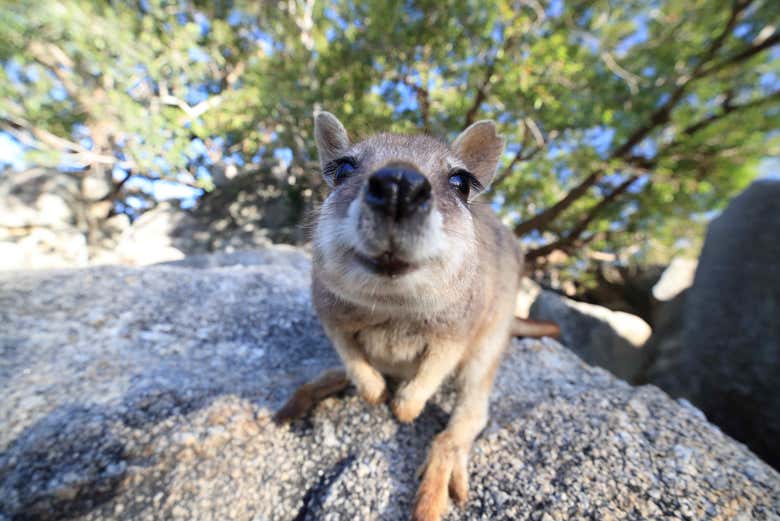 Say hello to this friendly wallaby!