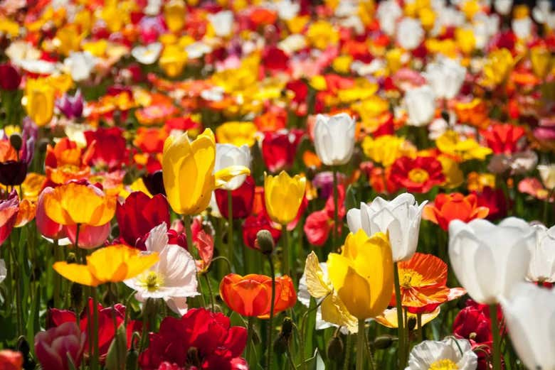 Un día lleno de belleza floral