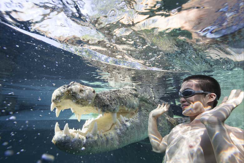 Swim with crocodiles