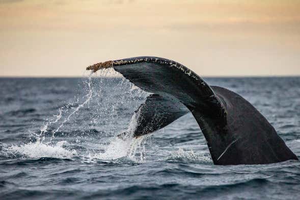 Avvistamento di balene nella baia di Geographe