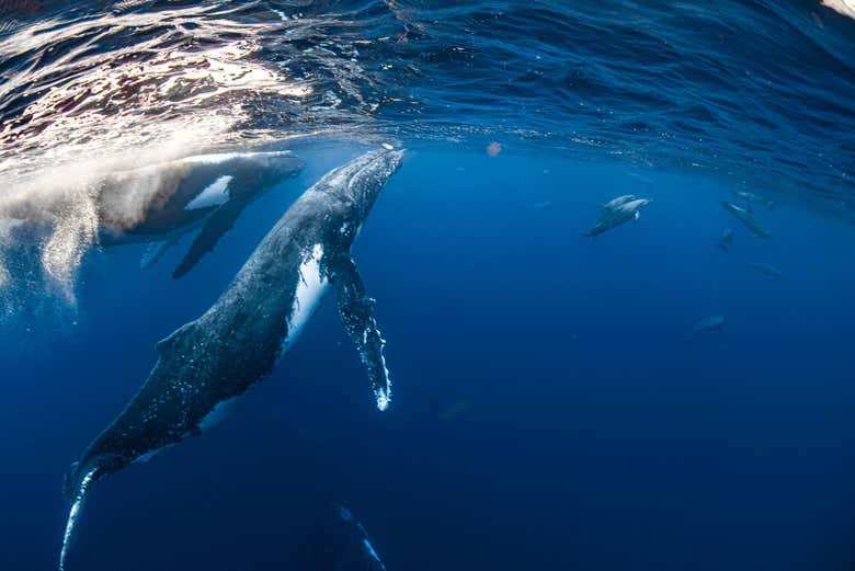 Swim with Humpback Whales or Whale Sharks in the Ningaloo Coast ...