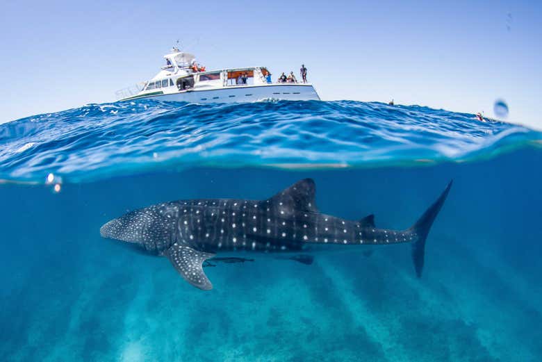 See a shark up close!